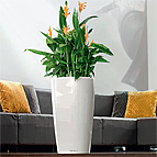 Plants for the Office