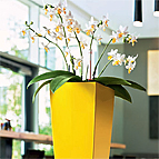 Office Flowers & Plants
