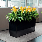 Office Pot Plants
