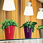 Office Planter & Plants