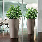Office Plants and Flowers
