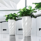 Stylish Office Plants