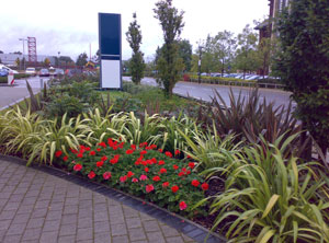 External Landscaping After External Landscaping After